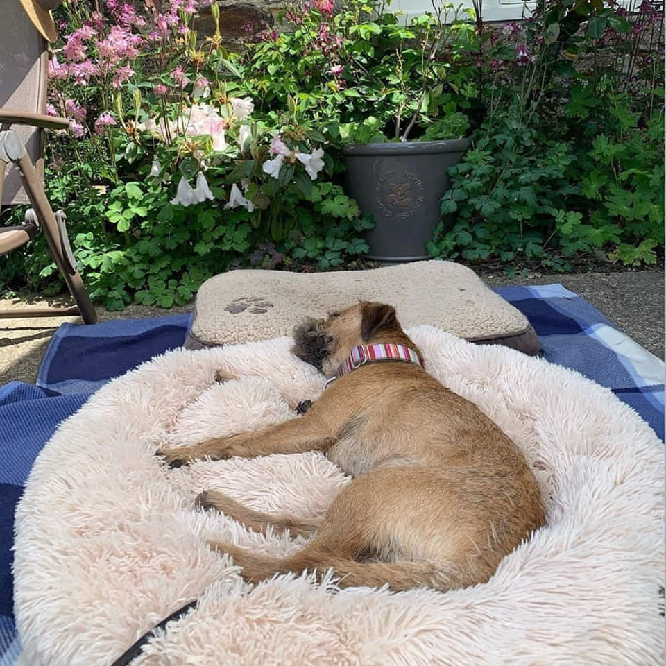 Coussin-lit pour chien – Design doux en peluche avec fond antidérapant et housse lavable