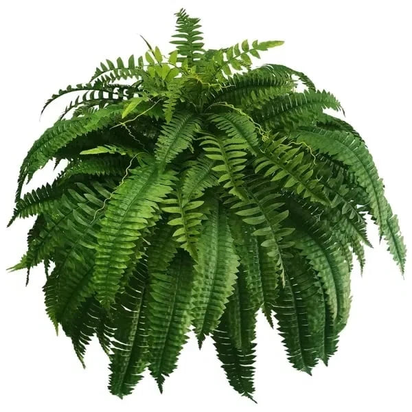 Kalsten | UV Resistant Artificial Boston Fern | Lifelike, Waterproof & Maintenance-Free for Outdoor Décor 5