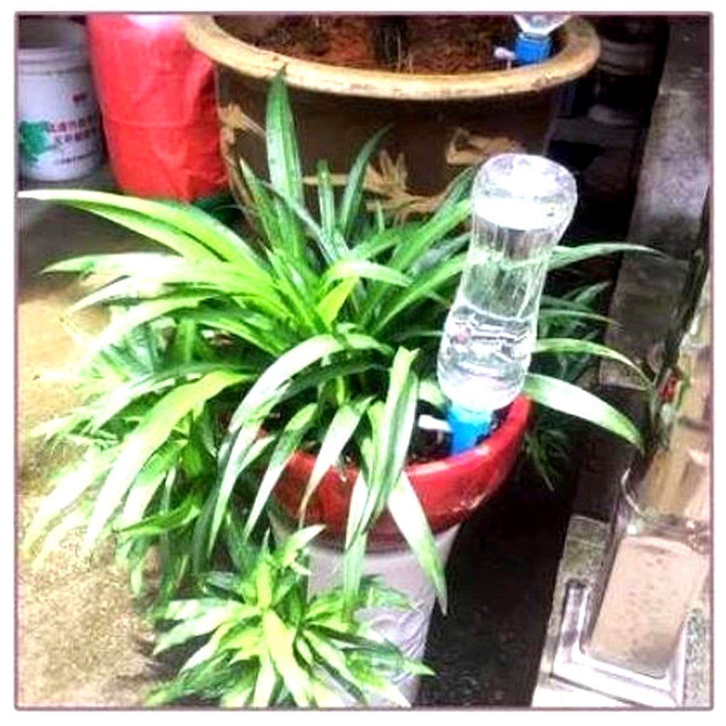 Niki | Self-Watering Plant Spikes - Adjustable Flow 4