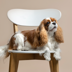 Collection image for: Pets