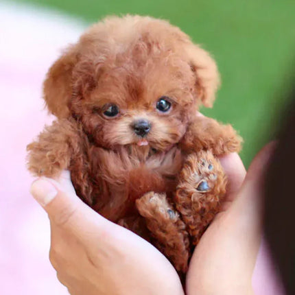 Interactive Plush Puppy with Lifelike Movements, Soft Fur and Comforting Emotional Support
