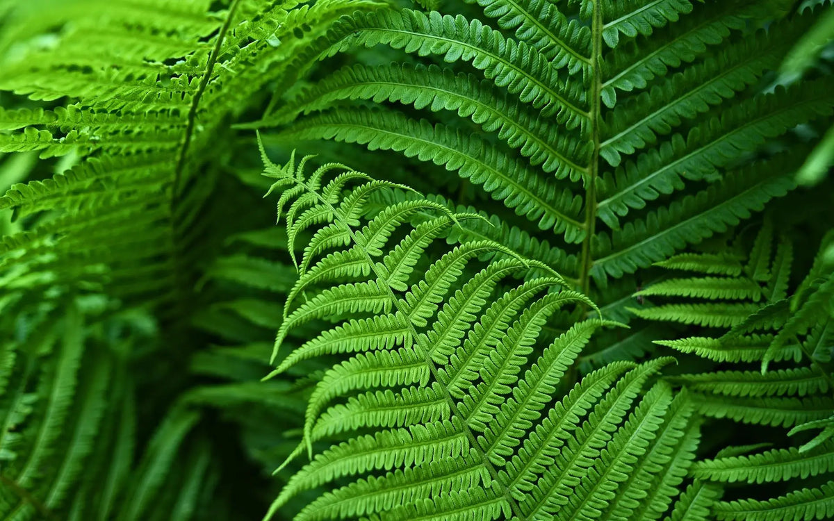 Kalsten | UV Resistant Artificial Boston Fern | Lifelike, Waterproof & Maintenance-Free for Outdoor Décor 2