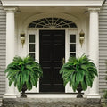 Kalsten | UV Resistant Lifelike Artificial Boston Fern 0