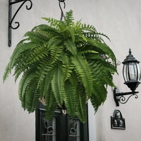 Kalsten | UV Resistant Lifelike Artificial Boston Fern 1