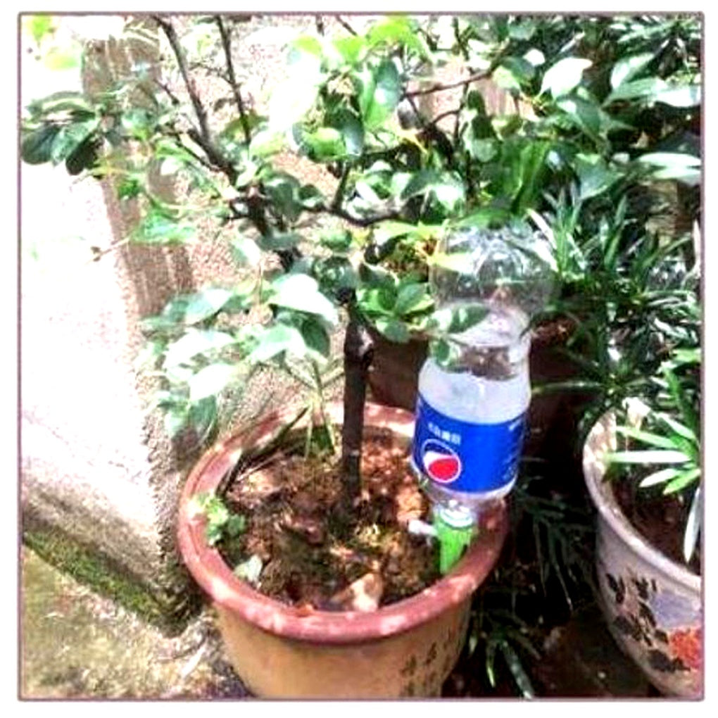 Niki | Self-Watering Plant Spikes - Adjustable Flow 5