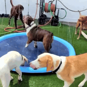 Outdoor Dog Splash Pad – Durable Bite-Resistant, Non-Slip Surface for Active Play 2
