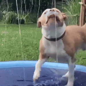 Outdoor Dog Splash Pad – Durable Bite-Resistant, Non-Slip Surface for Active Play 3